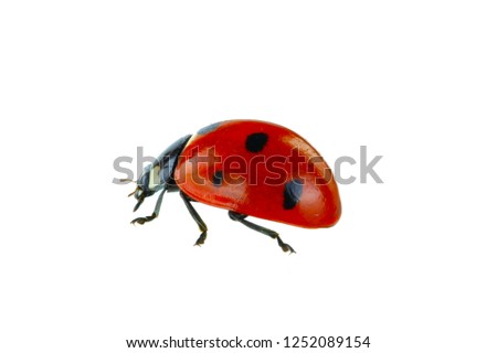 red ladybird isolated on white background