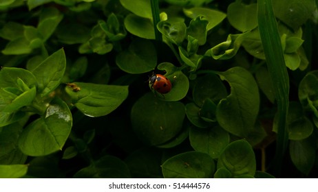Red ladybug