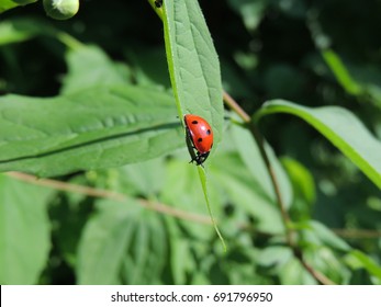 red ladybug