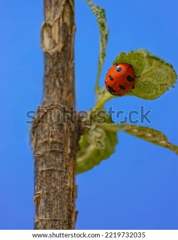 Similar – ladybird larva Environment