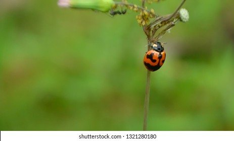 red ladybug in the grass - Shutterstock ID 1321280180