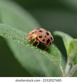 Red Ladybug Insect On Green Leaf Macro - Powered by Shutterstock