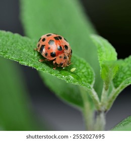 Red Ladybug Insect On Green Leaf Macro - Powered by Shutterstock