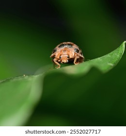 Red Ladybug Insect On Green Leaf Macro - Powered by Shutterstock