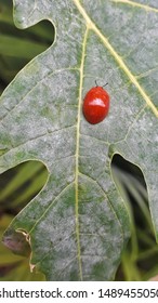 A red ladybug in a leaf