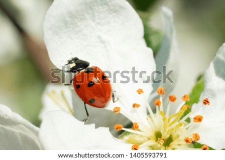 Similar – Image, Stock Photo smalltalk Nature Plant