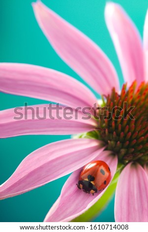 Similar – Image, Stock Photo Ladybug on dill flowers in close-up view
