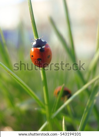 red ladybug on fresh green grass, bright spring nature