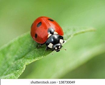 red ladybug on a green leaf in the grass, close-up blurred - Powered by Shutterstock