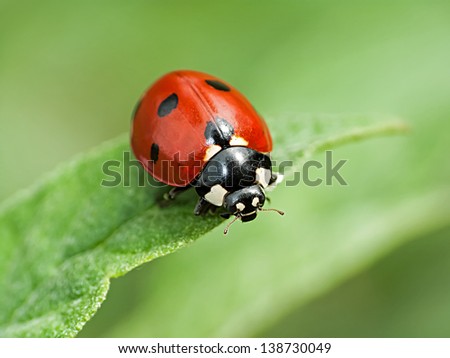 red ladybug on a green leaf in the grass, close-up blurred
