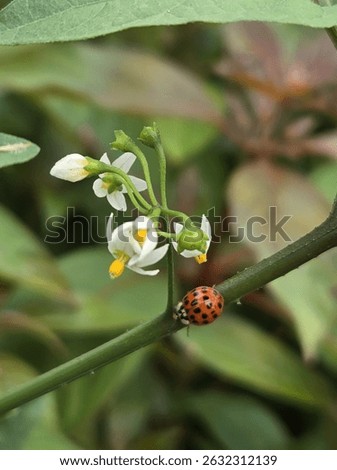 Red Ladybug on Key Lime Tree Branch in Bloom