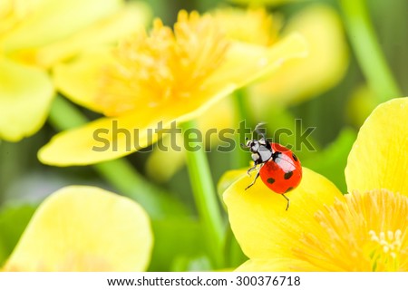 red ladybug on yellow flower. studio shot