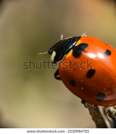 Similar – Image, Stock Photo Asian ladybug sitting on a bunch of snowberries/bunching peas