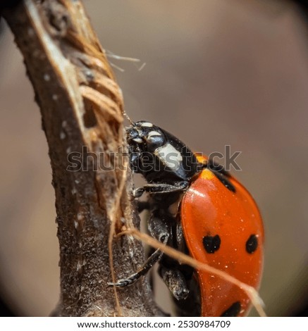 Similar – Image, Stock Photo Asian ladybug sitting on a bunch of snowberries/bunching peas