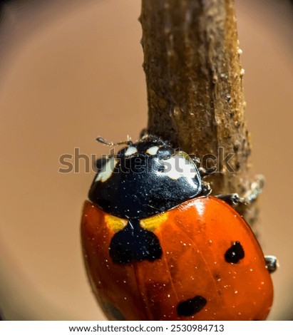 Similar – Image, Stock Photo Asian ladybug sitting on a bunch of snowberries/bunching peas