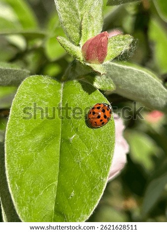 red ladybug sitting on a leaf, spring flowering, insect on a plant, ladybug on quince leaves