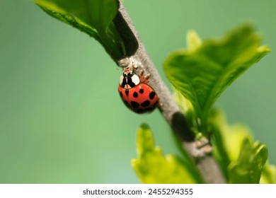Red ladybug sitting on tree