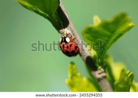 Red ladybug sitting on tree