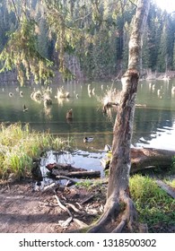 The Red Lake Was Formed In 1837 After A Landslide Block In The Bicaz Valley In Romania. 