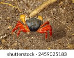 A red land crab, Gecarcinus quadratus, on a burrow, Costa Rica. 