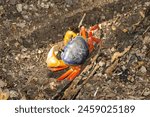 A red land crab, Gecarcinus quadratus, on a burrow, Costa Rica. 