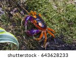 Red land crab, whitespot crab, halloween crab or harlequin land crab (Gecarcinus quadratus)