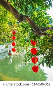 Red lantern on the tree