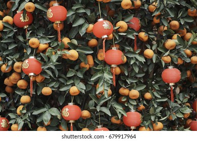 Red lanterns on a mandarin tree with fruit - flower festival celebrations in Dafo Temple (also Big Buddha Temple) - Guangzhou, China