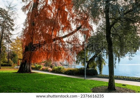 Red larch tree needles and other trees in Ciani park and green grass meadow on shore of lake Lugano in Lugano city Zdjęcia stock © 