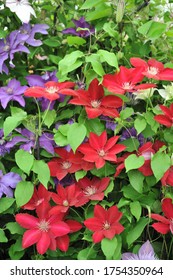 Red Large-flowered Clematis Rebecca Blooms On An Exhibition In May 2019