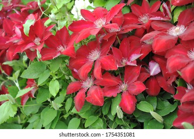 Red Large-flowered Clematis Rebecca Blooms On An Exhibition In May 2016