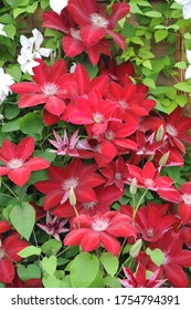 Red Large-flowered Clematis Rebecca Blooms On An Exhibition In May 2016