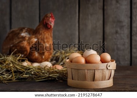 red laying hen in nest made of dry straw inside a wooden chicken coop and basket full of eggs near