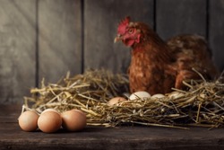 Red Laying Hen In Nest Of Straw Inside A Wooden Chicken Coop With Sunshine And Heap Of Eggs Near