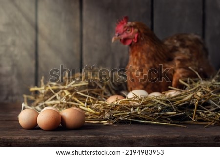 red laying hen in nest of straw inside a wooden chicken coop with sunshine and heap of eggs near