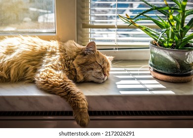 Red lazy cat sleeping on the windowsill in sunlight - Powered by Shutterstock