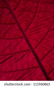 red leaf