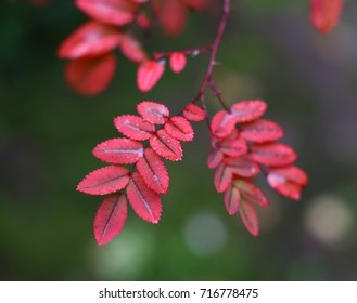 Red leaf