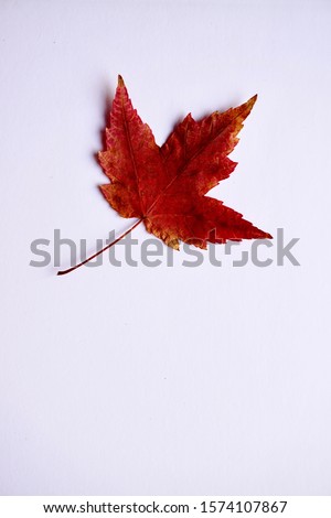 Similar – Image, Stock Photo red autumn leaf is held by hand