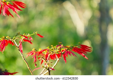red leaf background