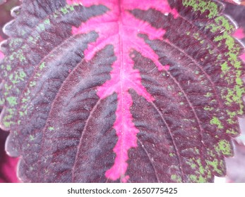 Red leaf background for use 
