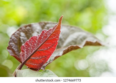 red leaf close up