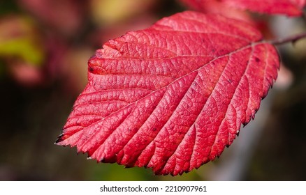 A red leaf close up image