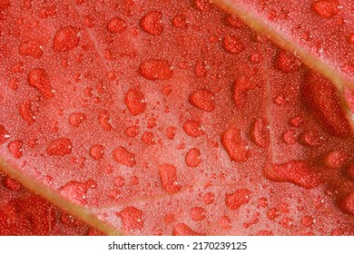 red leaf, a drop of close macro wet with drops of water