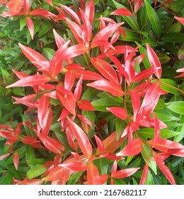 Red Leaf Flower (Syzygium Myrtifolium) Are Plant Species Known As Ornamental Plants. The Color Of The Newly Emerging Leaf Buds Has A Bright Red Color,the Leaf Color Will Slowly Turn Green Over Time.