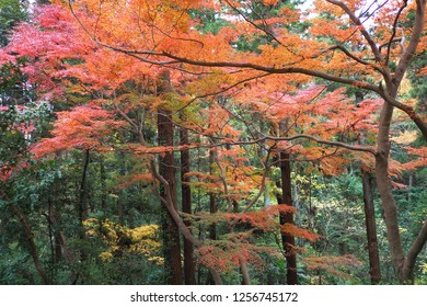 Red leaf forest
