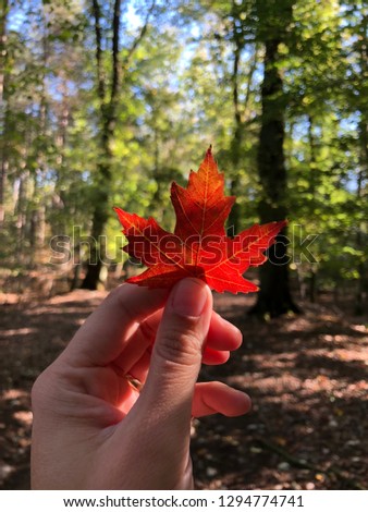 red leaf in the forest