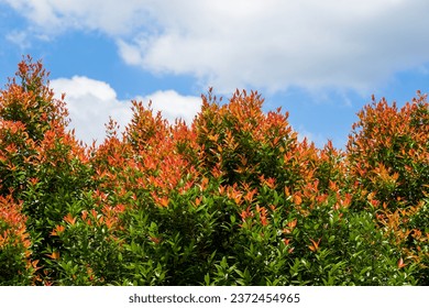 Red leaf forest with blue sky and white clouds outdoors - Powered by Shutterstock