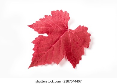 Red Leaf Isolated On White Background.