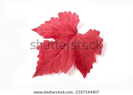 Red leaf isolated on white background.